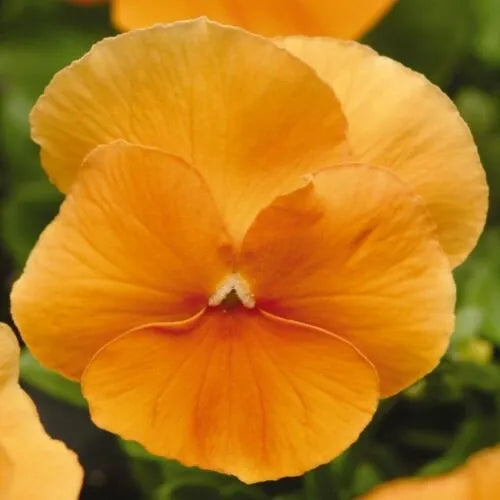 Pansy Matrix Orange 6 Pack