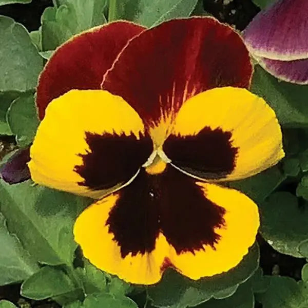 Pansy Matrix Red Wing 6 Pack