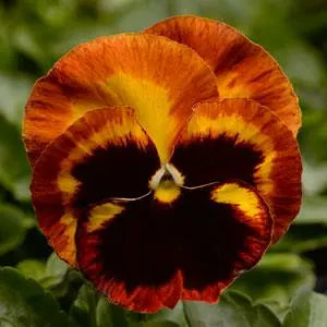 Pansy Matrix Solar Flare 6 Pack