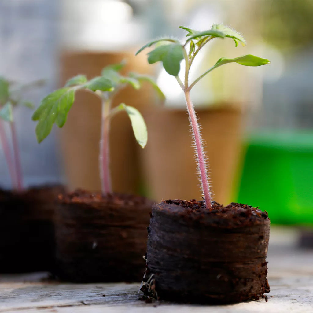 Gardman Gro-Sure Peat Free Compost Growing Discs 3.5cm