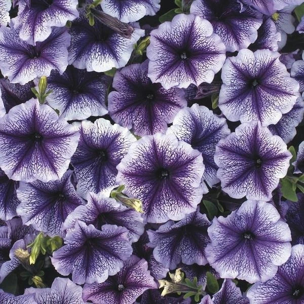 Petunia Frenzy Blue Vein 6 Pack