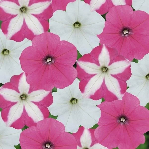 Petunia Candyfloss Mix Jumbo 6 Pack