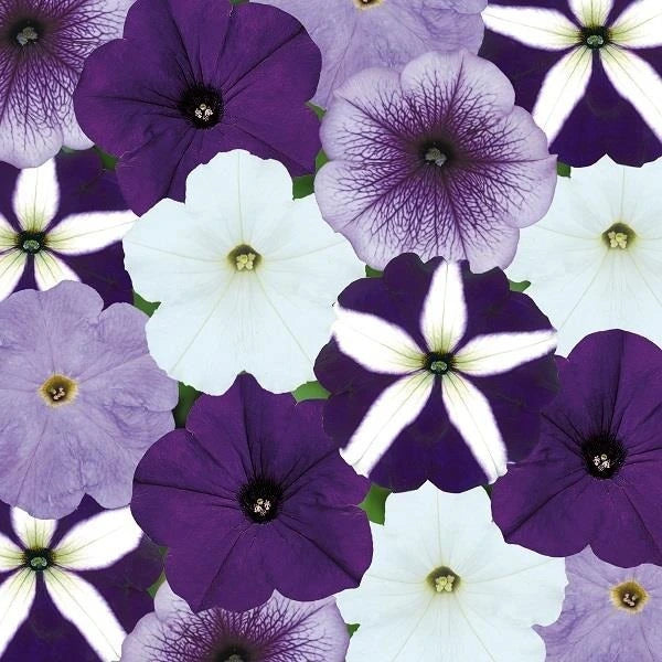 Petunia  Grand Rapids Mix Jumbo 6 Pack