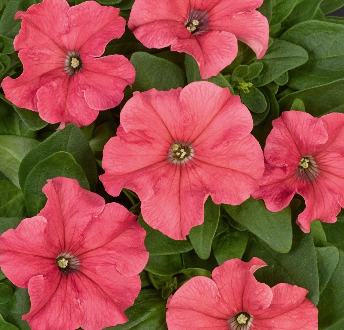 Petunia Pacta Parade Salmon 6 Pack