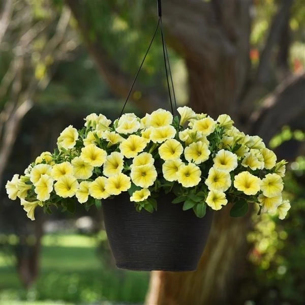 Petunia Bees Knees 3L