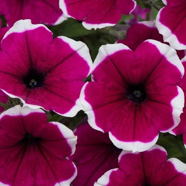 Petunia Cascadias Rim Cherry 1L