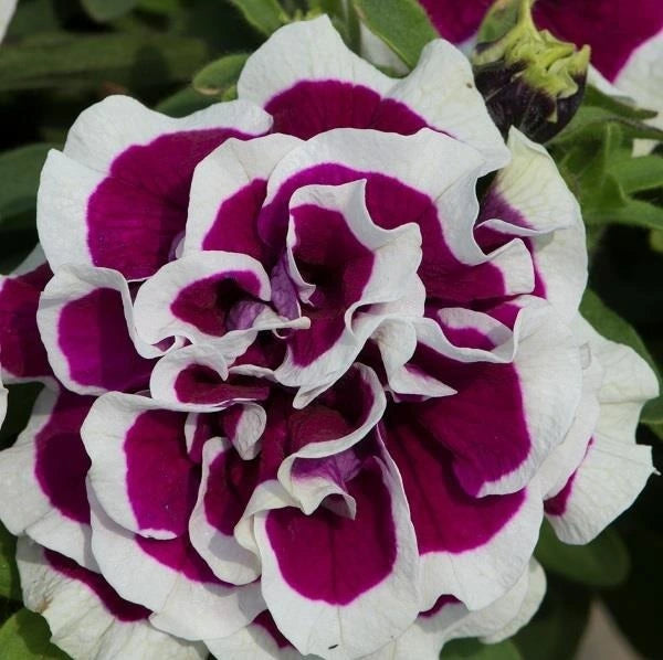 Petunia Double Tumbelina Bella 10.5cm
