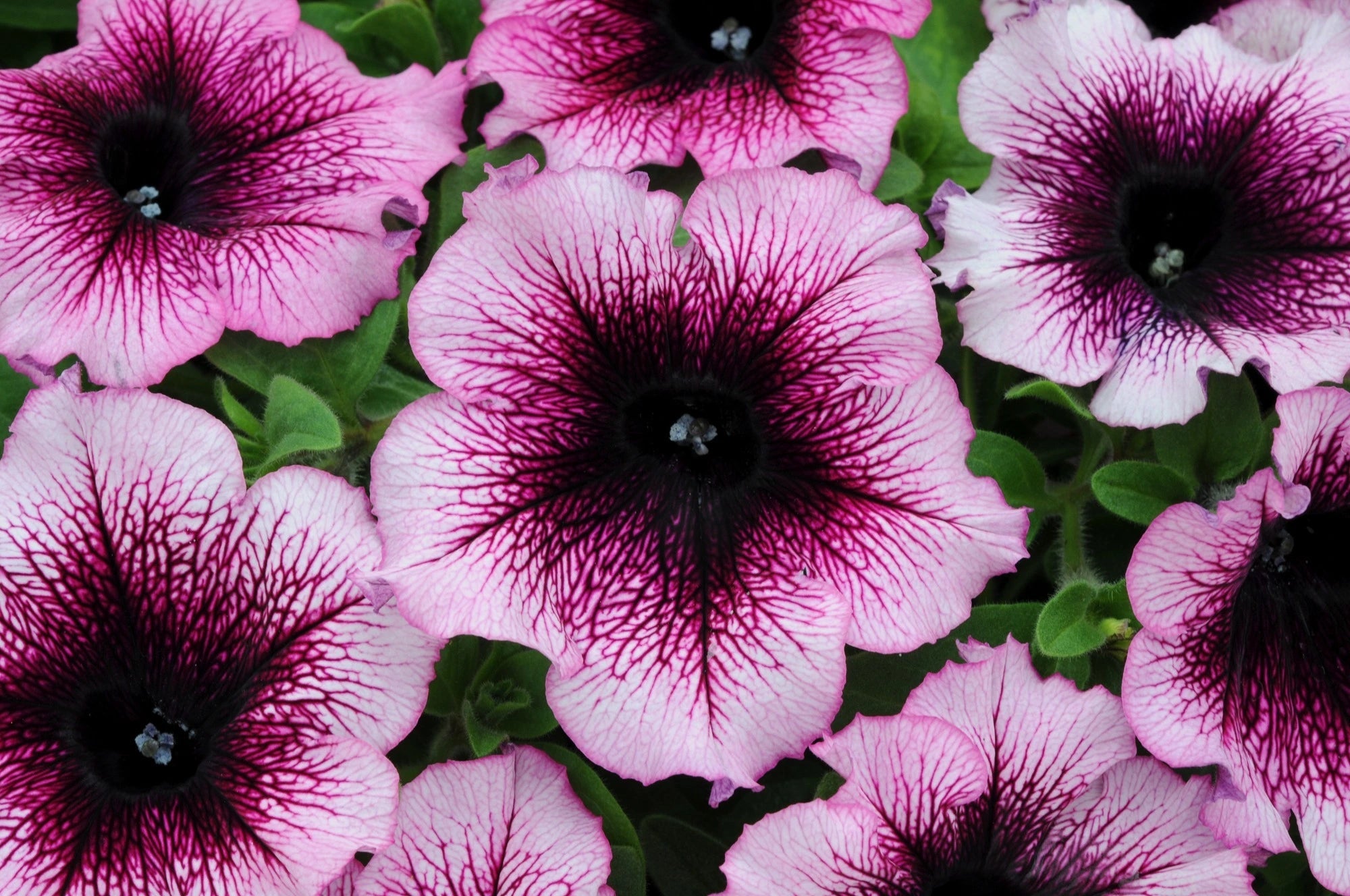 Petunia Creme De Casis 3L