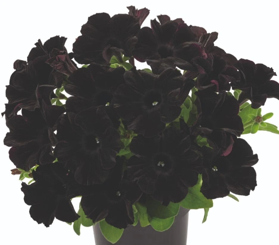 Petunia Gotunia Black 10.5cm