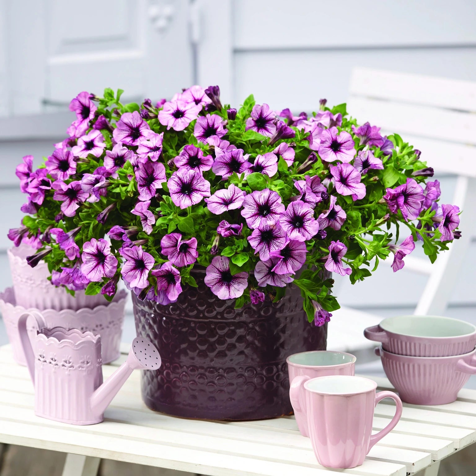 Petunia GoTunia Purple Vein 10.5cm