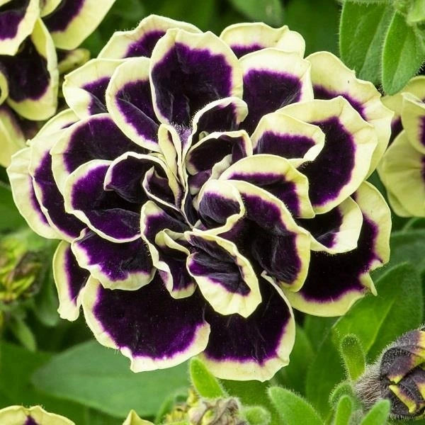 Petunia Mystical Midnight Gold 1L