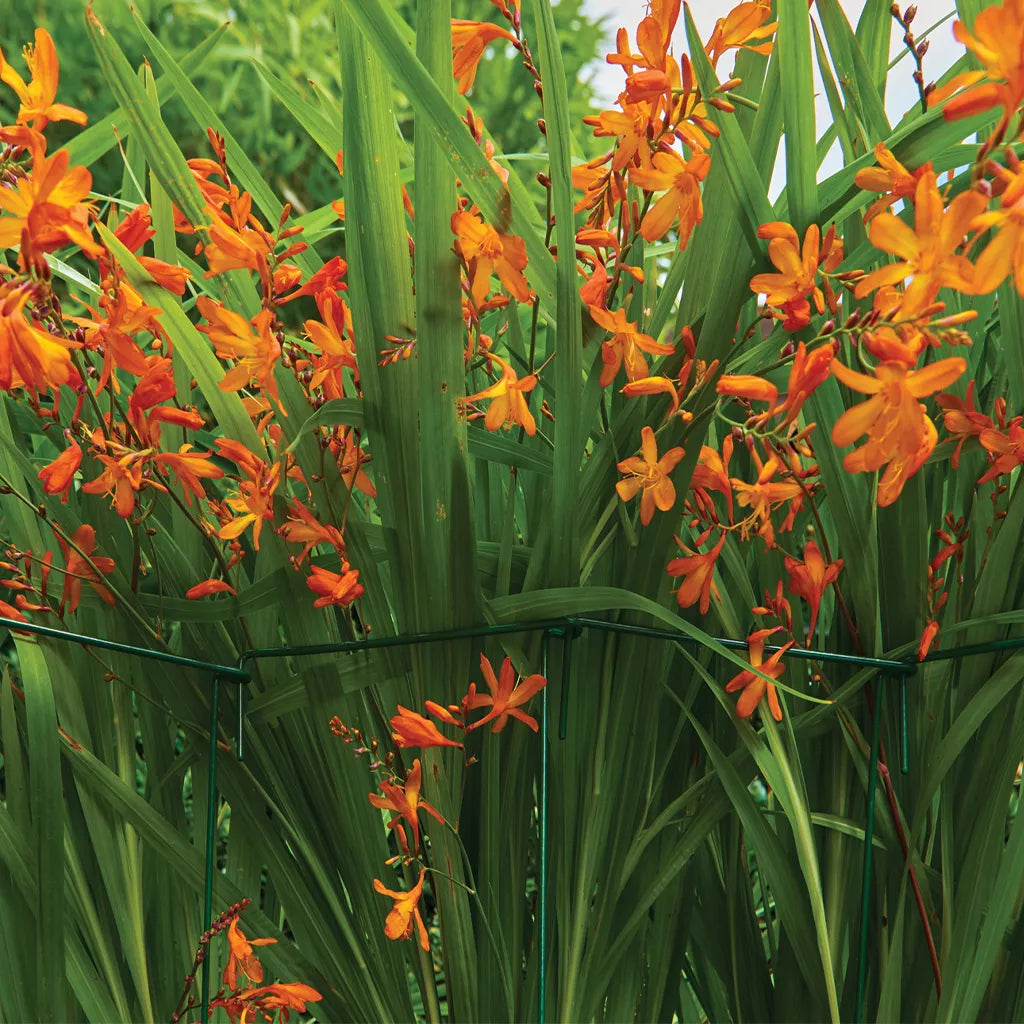 Grow It Plant Link Support 6pk