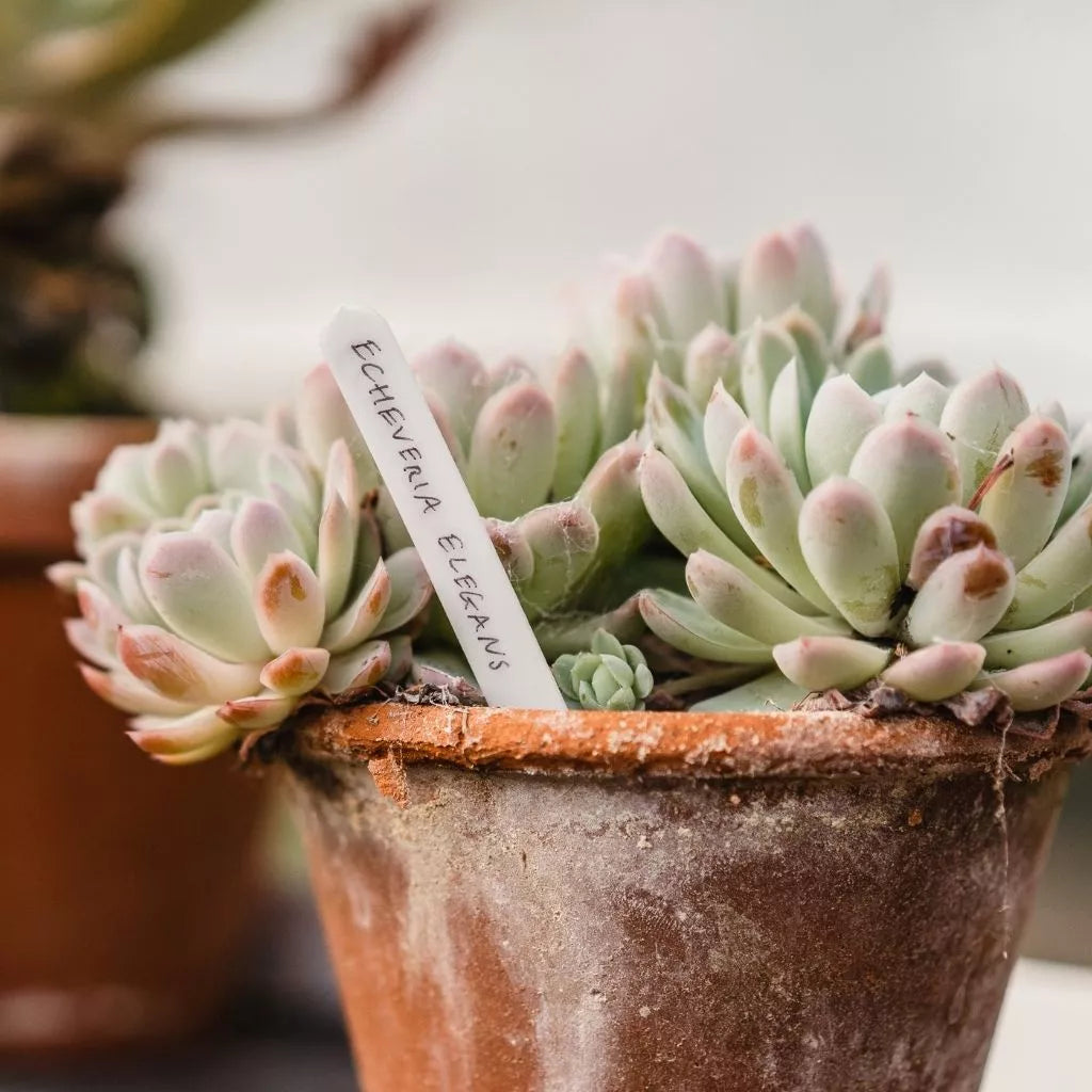 Gardman Plant Labels 10cm (4") - Pack of 50