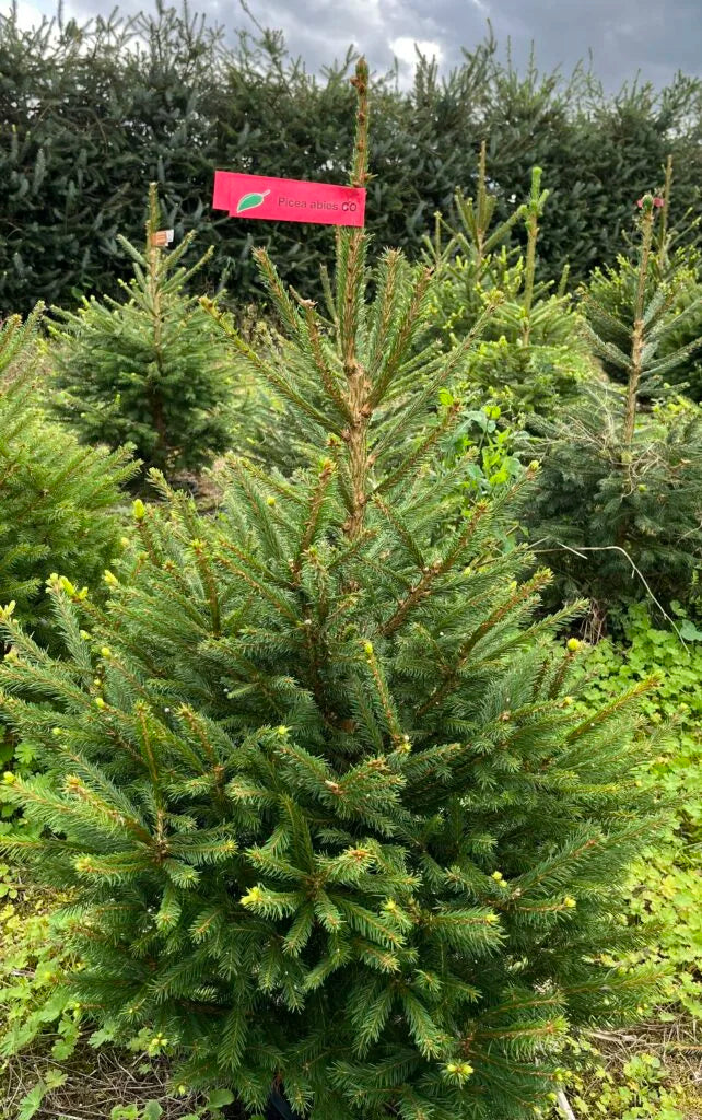 Pot Grown Norway Spruce 100-125cm