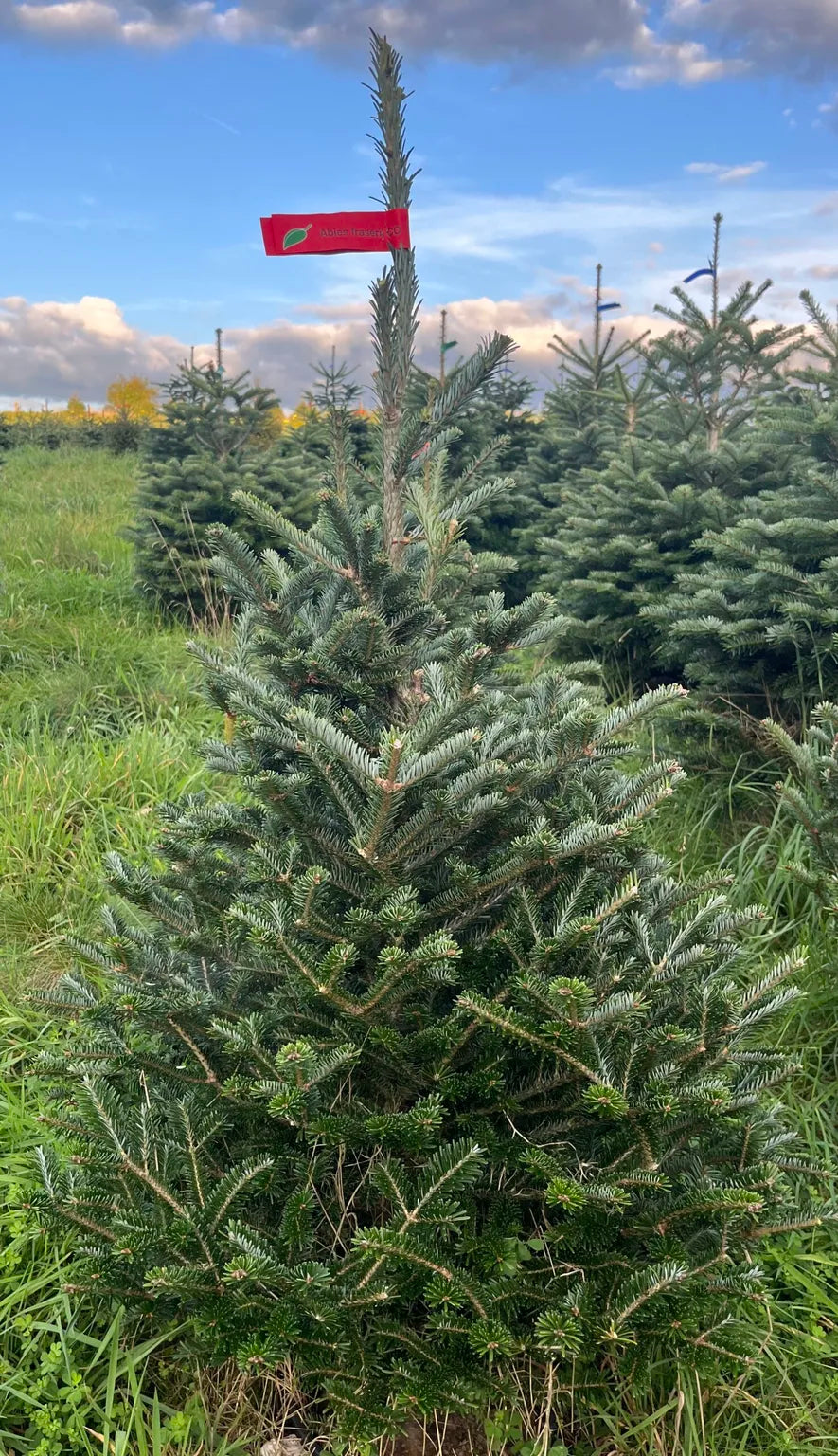 Premium Fraser Fir 100-125cm