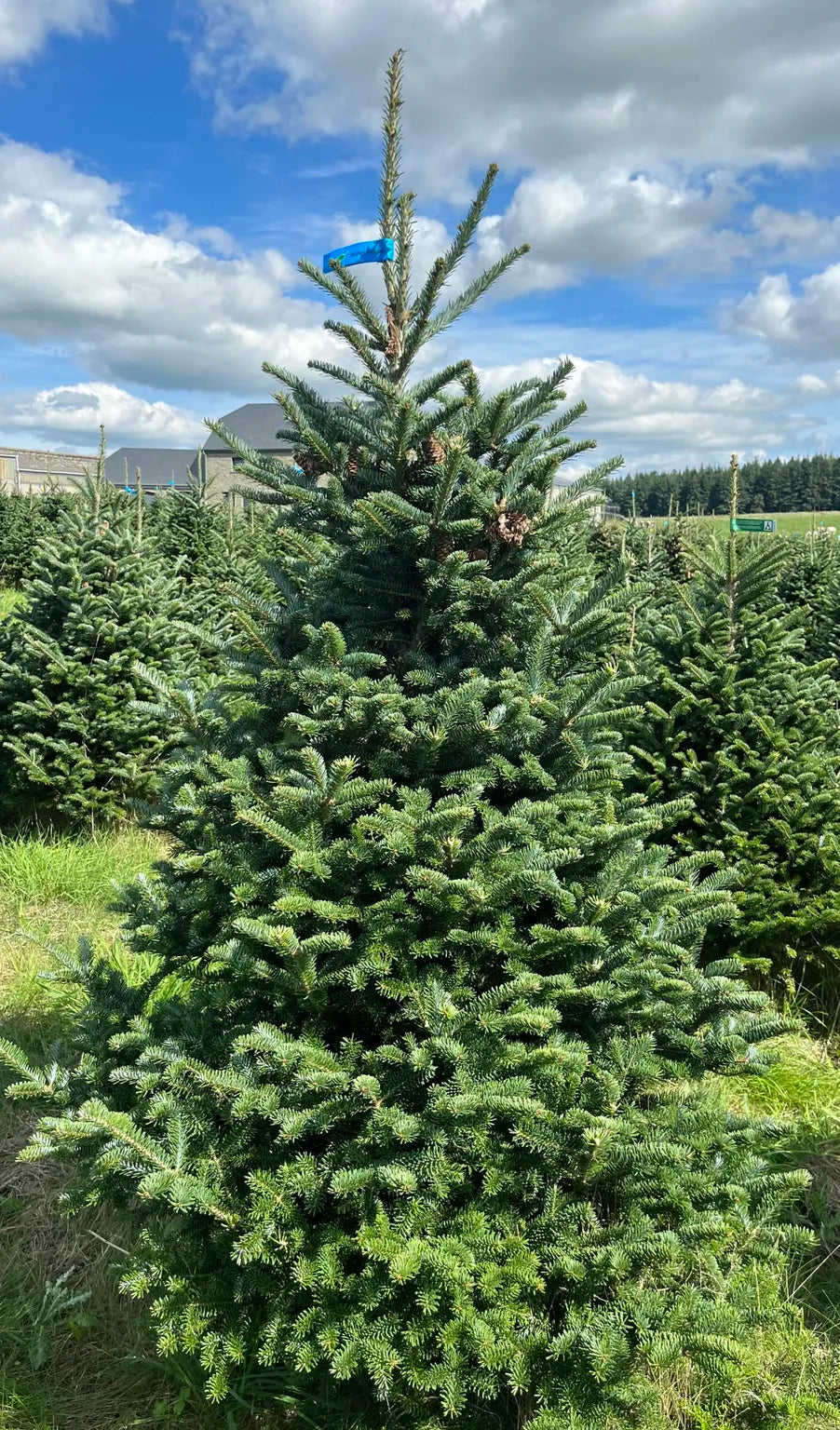 Premium Fraser Fir 175-200cm