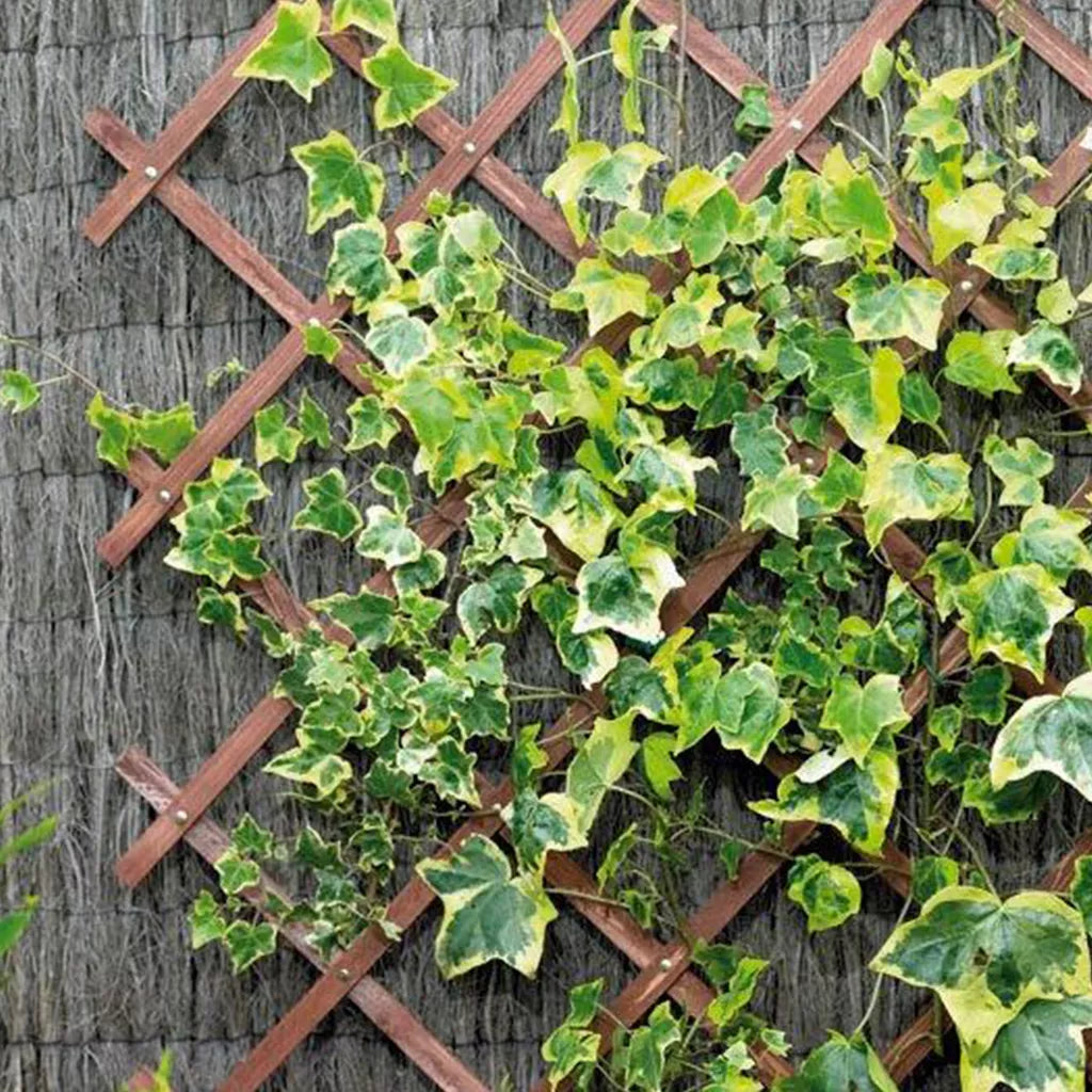 Gardman Tan Riveted Garden Trellis
