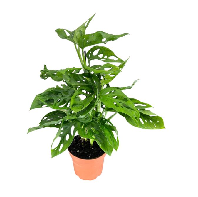 Monstera Monkeyleaf 12cm
