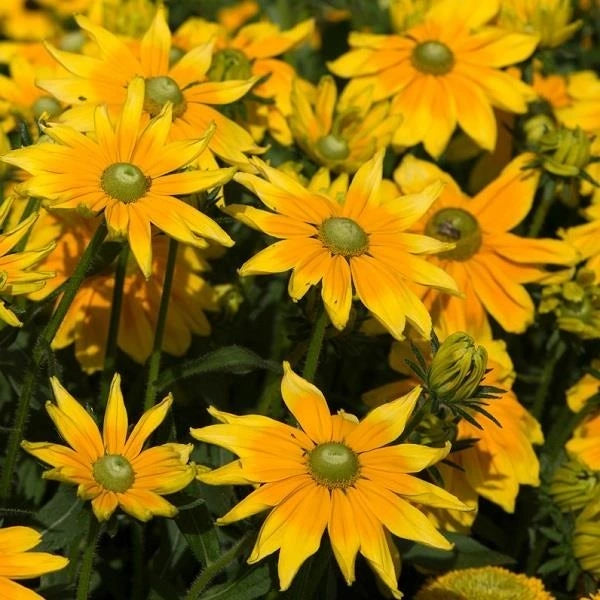 Rudbeckia Prairie Sun 2L