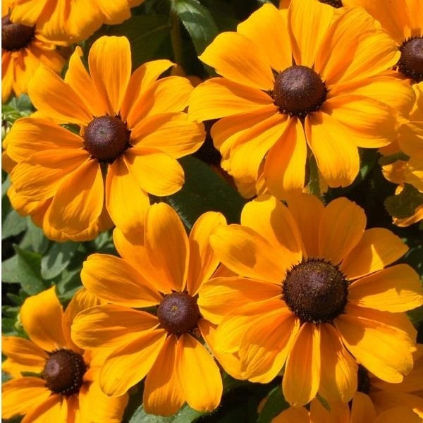 Rudbeckia Hirta Toto Gold 2L
