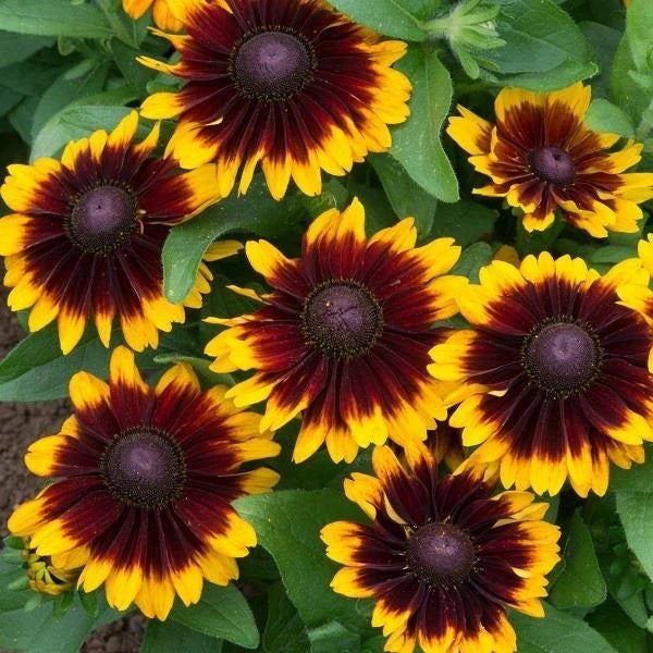 Rudbeckia Hirta Toto Rustic 2L