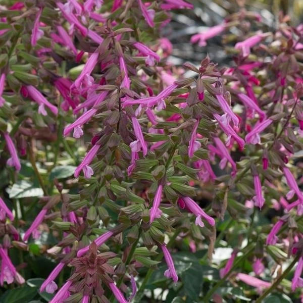 Salvia Salmia Pink 2L