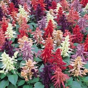 Salvia Vista Mix Jumbo 6 Pack