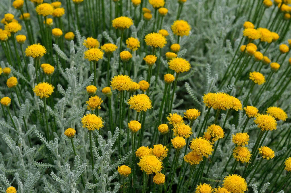 Santolina Chamaecyparissus 1L
