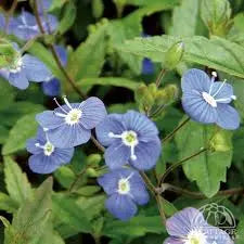 Veronica Georgia Blue