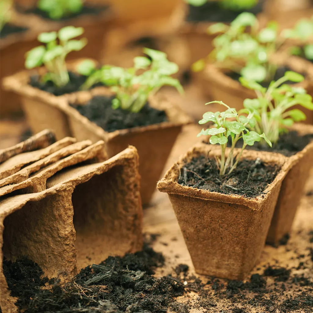 Gro-Sure Square Fibre Pots 6cm Singles Pack of - 20