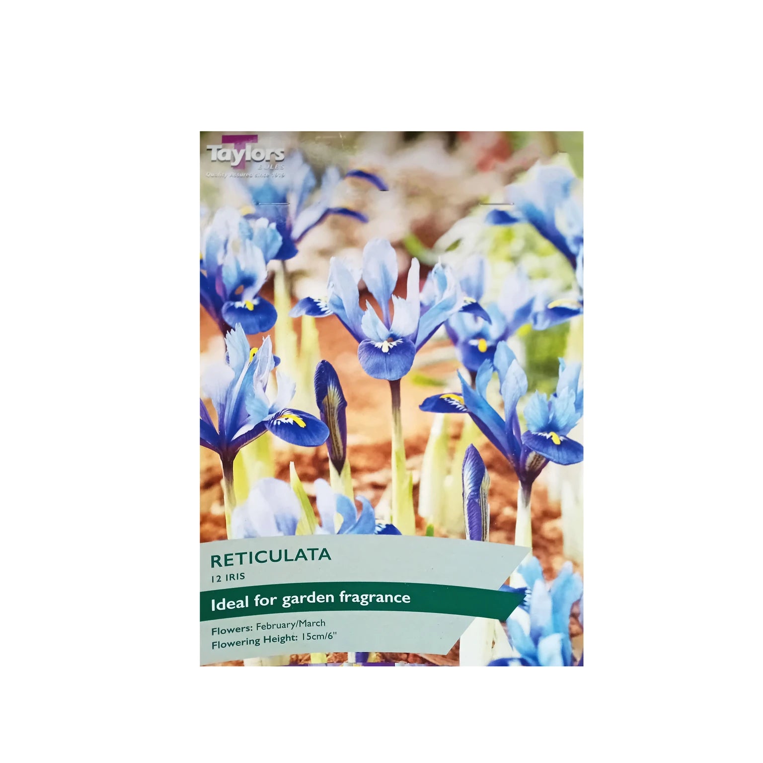 Taylor's Bulbs Iris Reticulata 5-6 P/P