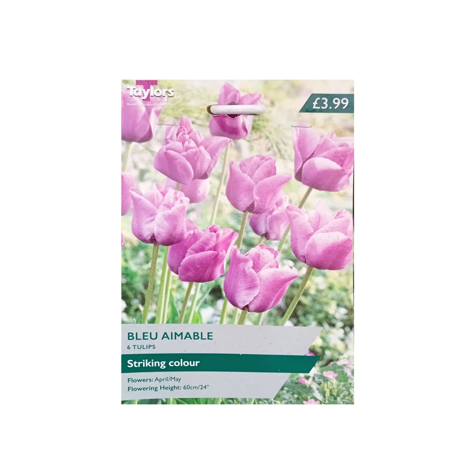 Taylor's Bulbs Tulip Bleu Aimable 11-12 P/P