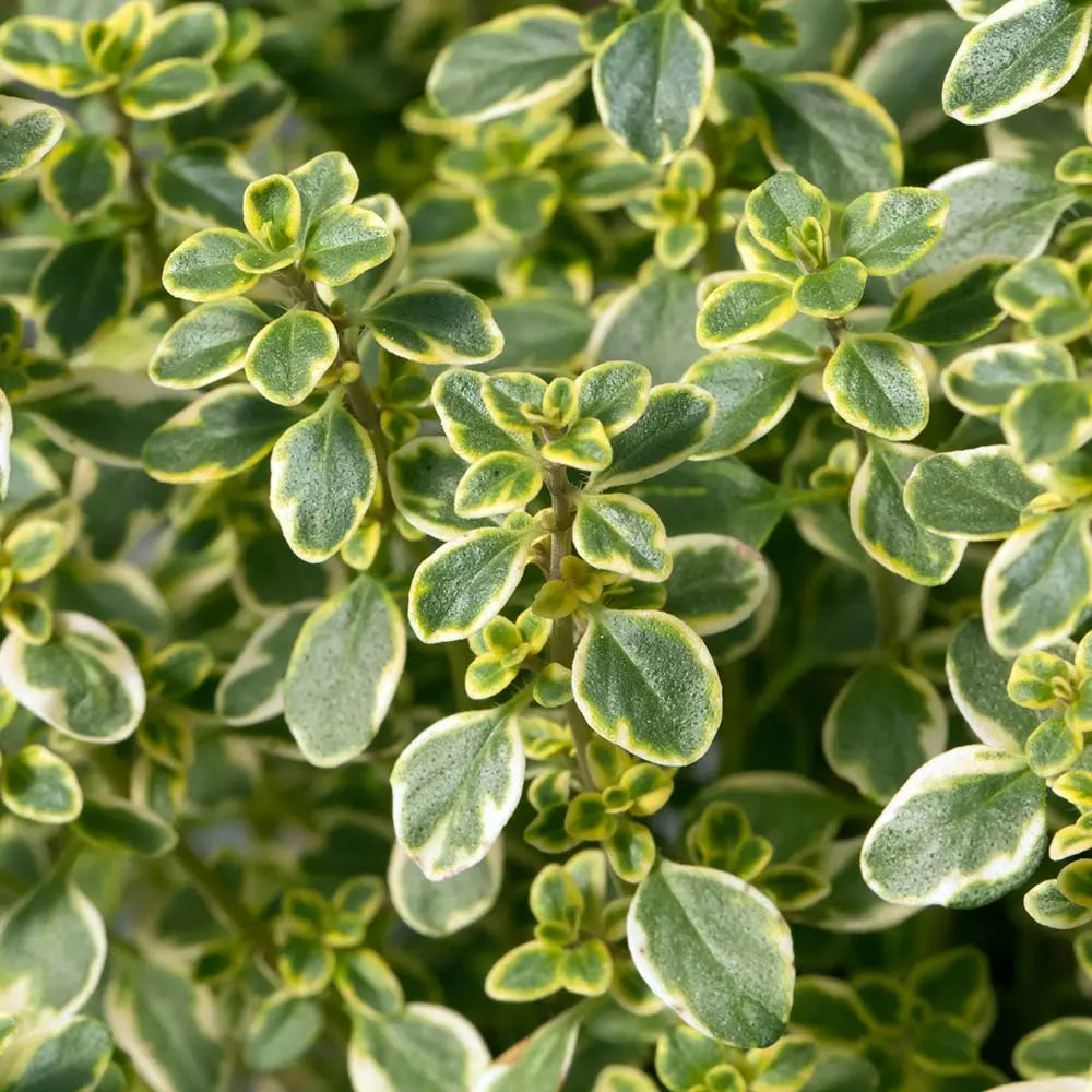 Thymus Golden Queen
