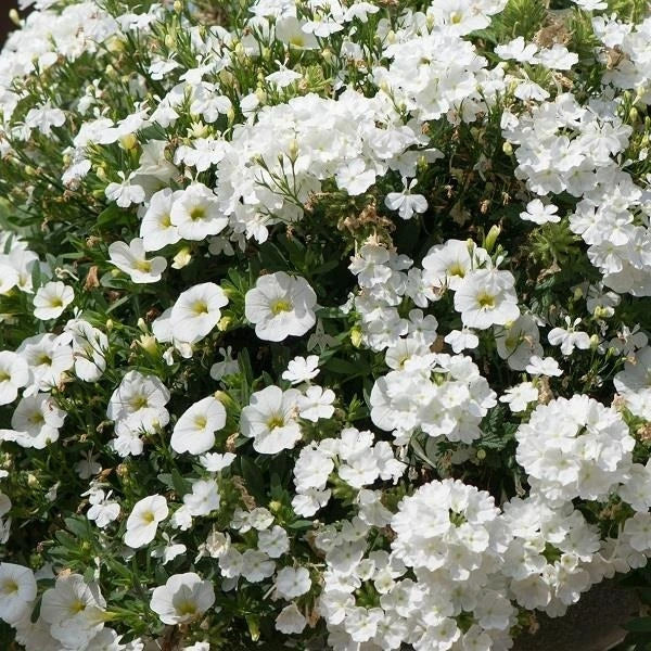 Trixi White Wedding  1L