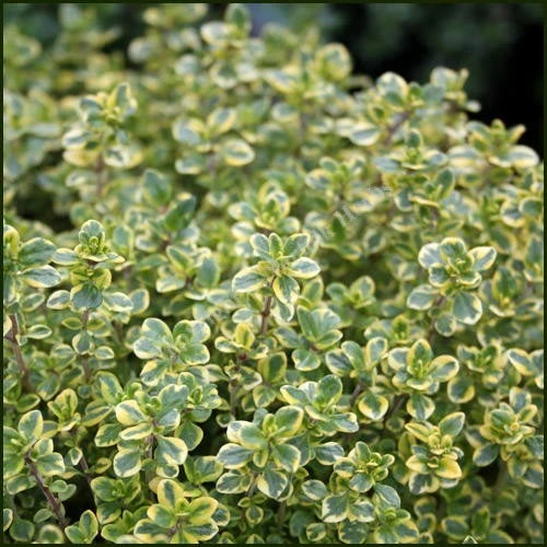 Thyme Lemon Variegated
