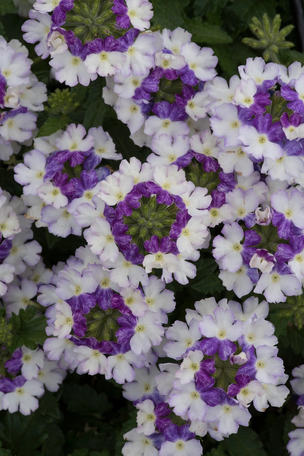 Verbena Showboat Blue Fizz 10.5cm