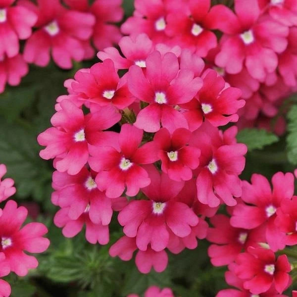 Verbena Showboat Magenta 1L