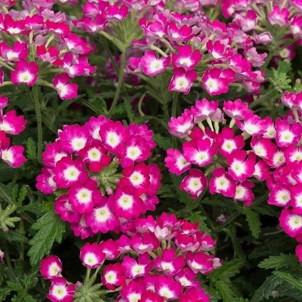 Verbena Pink Dark Eye 1L