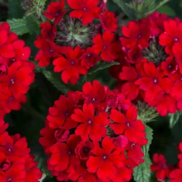 Verbena Showboat Red Dk 10.5cm