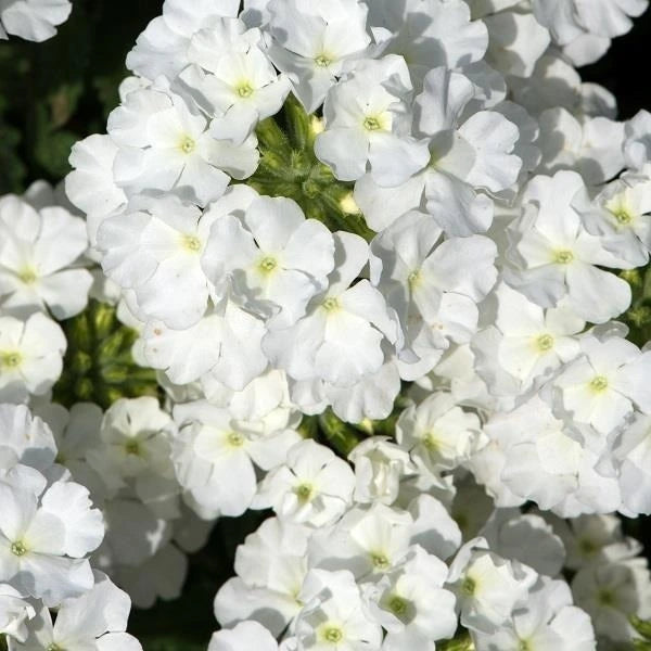 Verbena Showboat Red Dark 1L