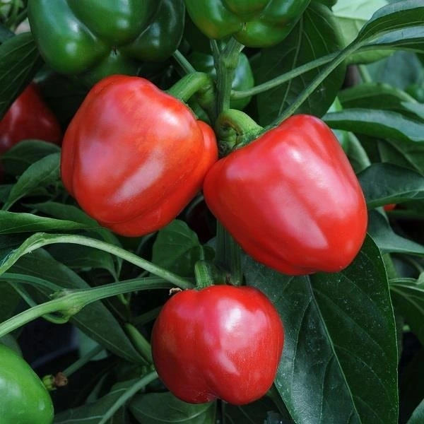 Pepper Sweet Bendigo 10.5cm