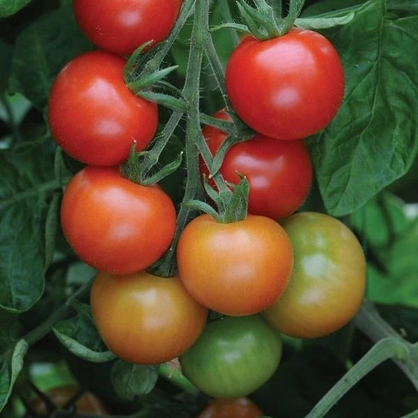 Tomato Gardeners Delight 10.5cm