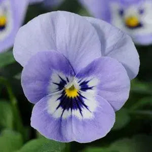 Viola Sorbet XP Marina 6 Pack
