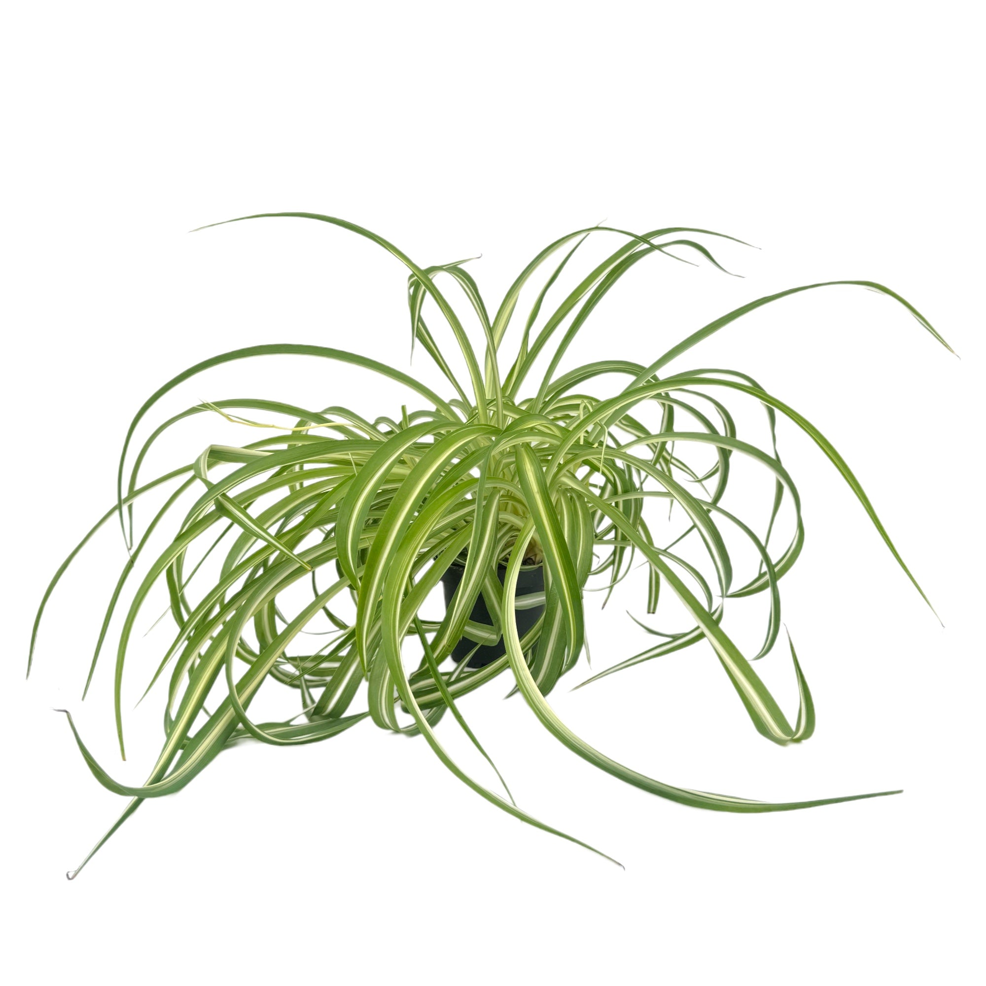 Chlorophytum Cosmosum
