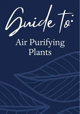 Guide to Air Purifying Plants