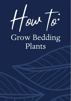 How to Grow Bedding Plants