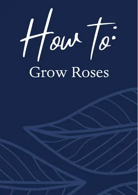 How to Grow Roses