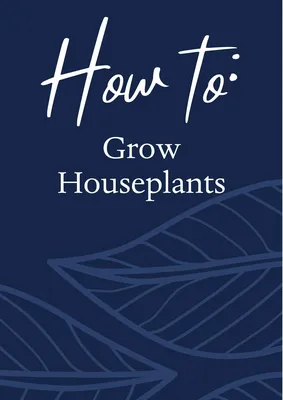 How to Grow Houseplants