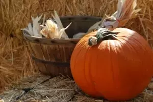 Giant pumpkins