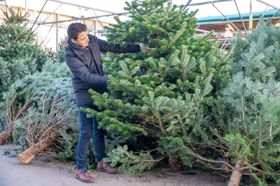 How to choose the right Christmas tree
